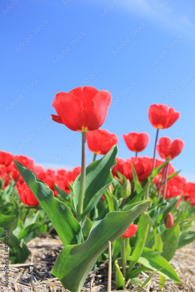 Fototapeta premium Red tulips on a field