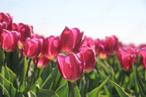 purple pink tulips in the sunlight