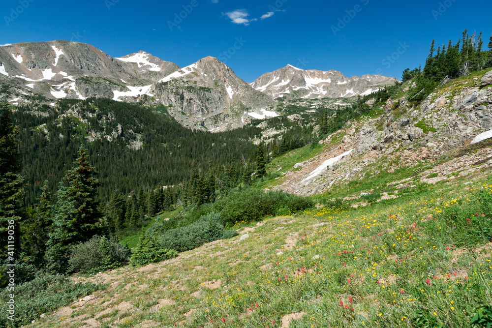 Colorado Mountain Wildflower Landscape