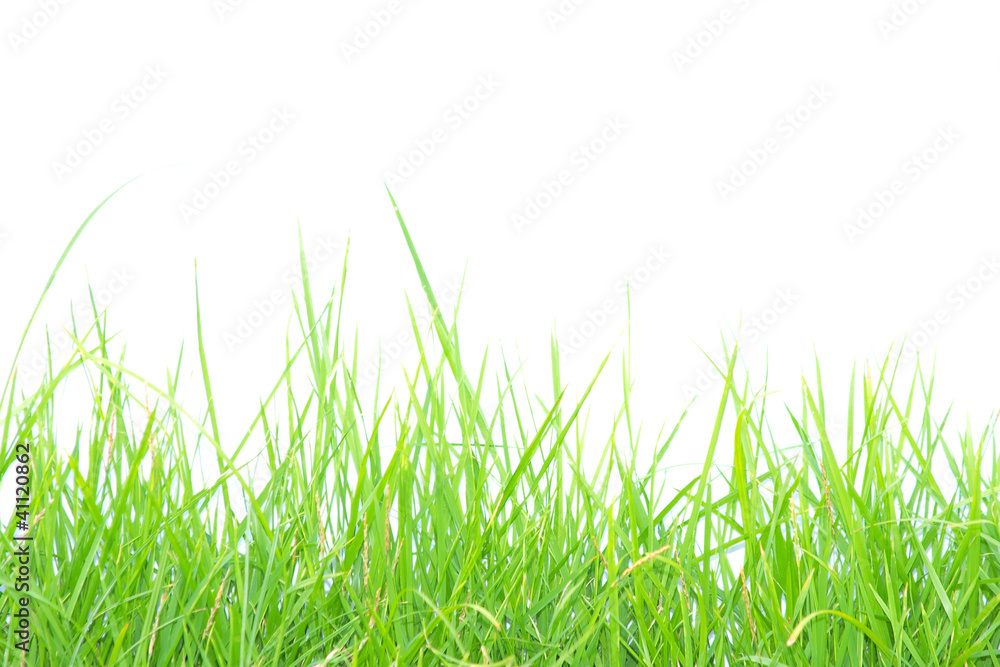 Fototapeta Isolated green grass on white background