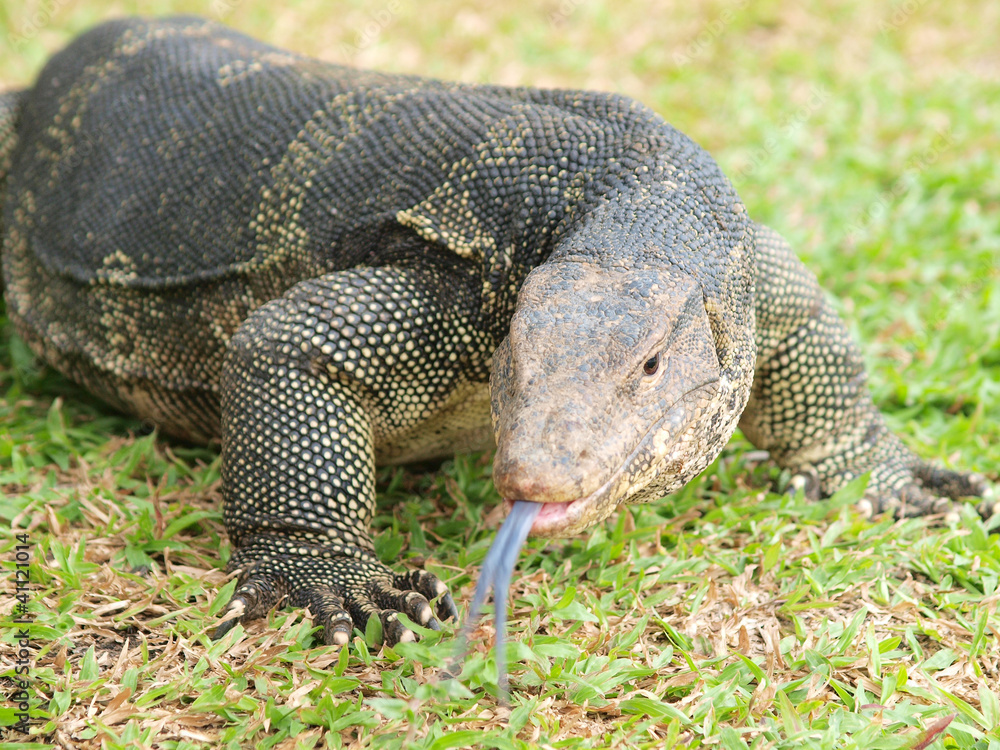 Fototapeta premium Closeup of monitor lizard - Varanus on green grass focus on the