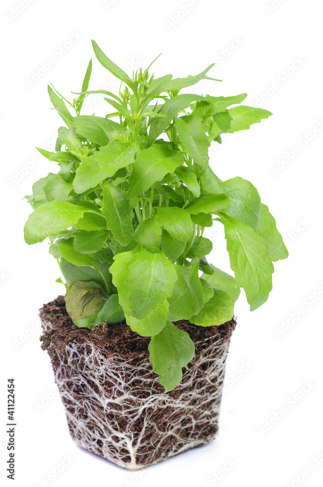 Plant