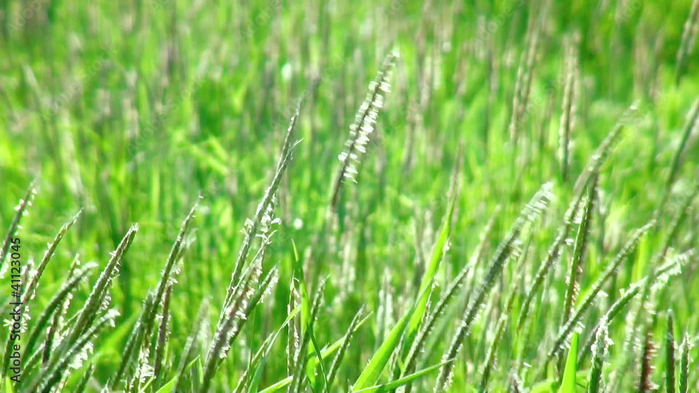 Green grass swaying in the wind. (life sound) Green grass swaying in the wind. (life sound)