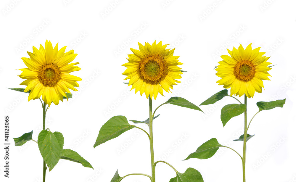 sunflower sunflower