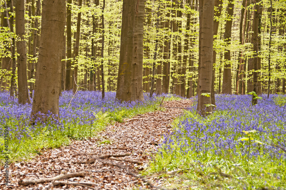 Obraz premium Bluebells path