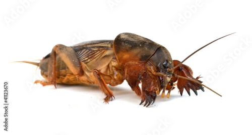 mole cricket (Grillotalpa) photo