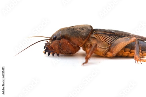 mole cricket (Grillotalpa)