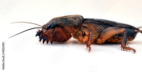 mole cricket (Grillotalpa) photo