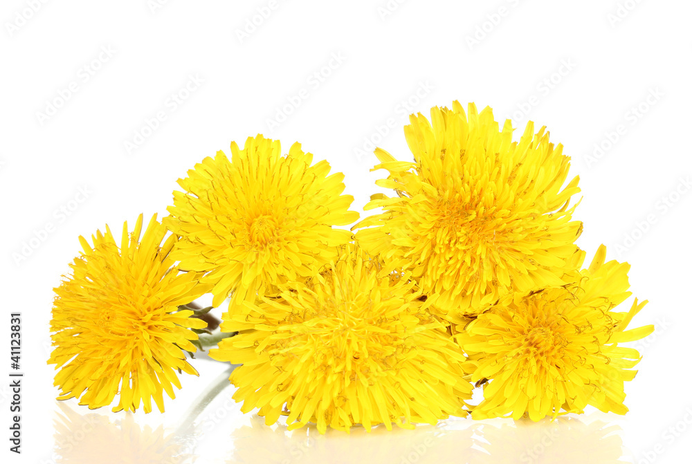 Dandelion flowers isolated on white Dandelion flowers isolated on white