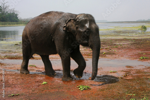 Elephant dans le parc de Chitwan