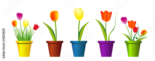 pots de tulipes