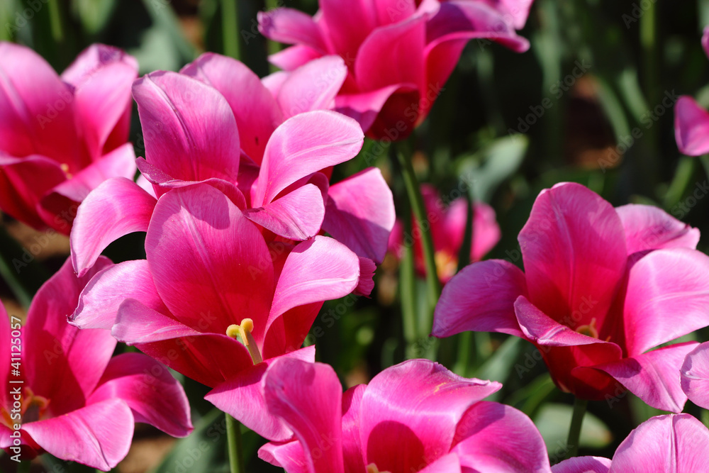 Purple tulips Purple tulips