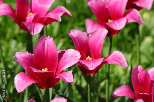 Purple tulips