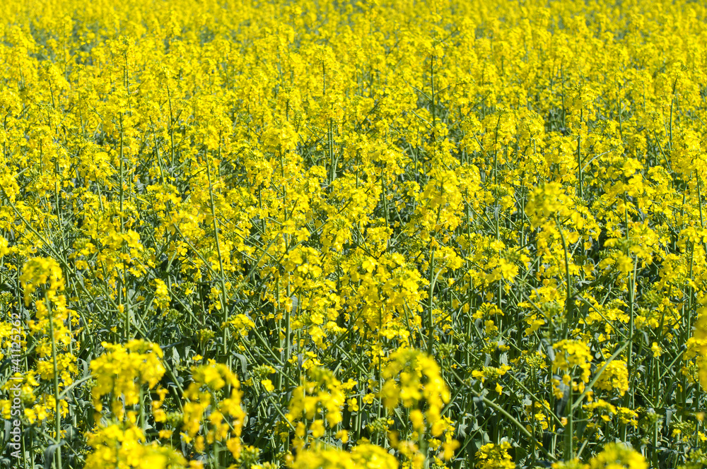 Flowering field of rape Flowering field of rape