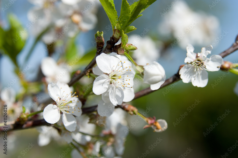 Flowering of apple trees Flowering of apple trees