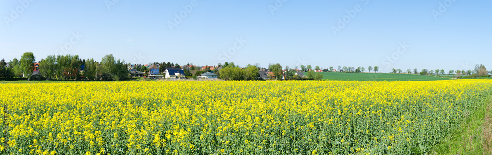 Flowering field of rape. Panorama