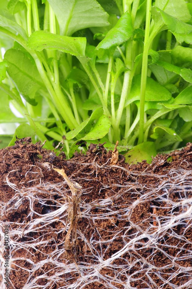 Roots