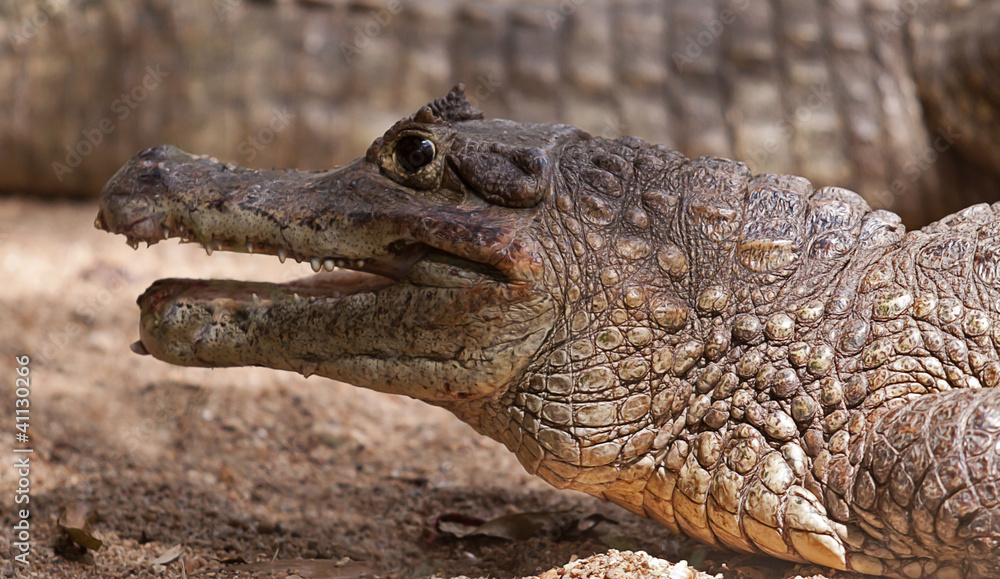 crocodile portrait 6285 crocodile portrait 6285