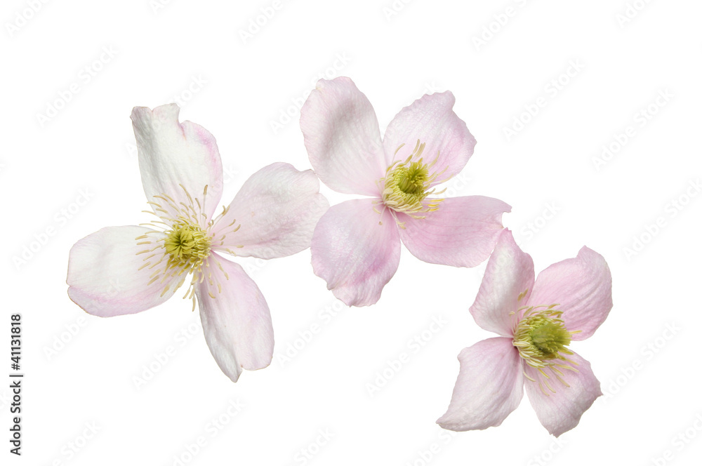Clematis flowers