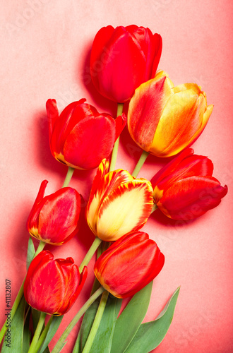 Fotografia red tulip