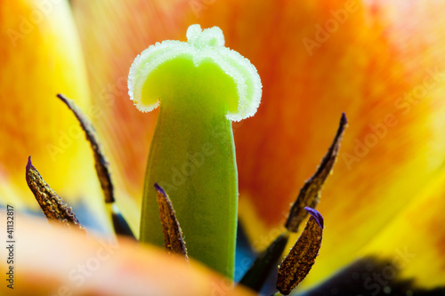 Tableau sur toile Close-up of tulip