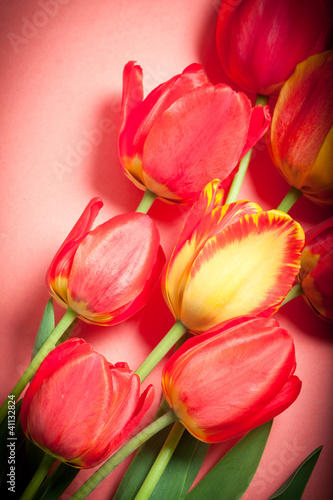 Photos Close-up of tulip