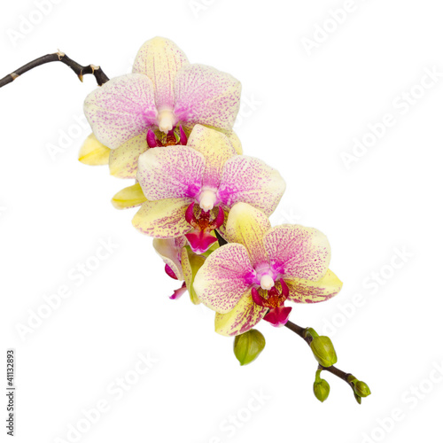 Gelb Rosa Orchidee