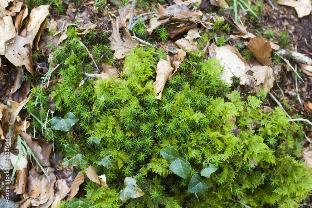 green moss in nature, during spring green moss in nature, during spring