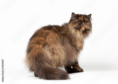 Black tortoise persian female cat on white background