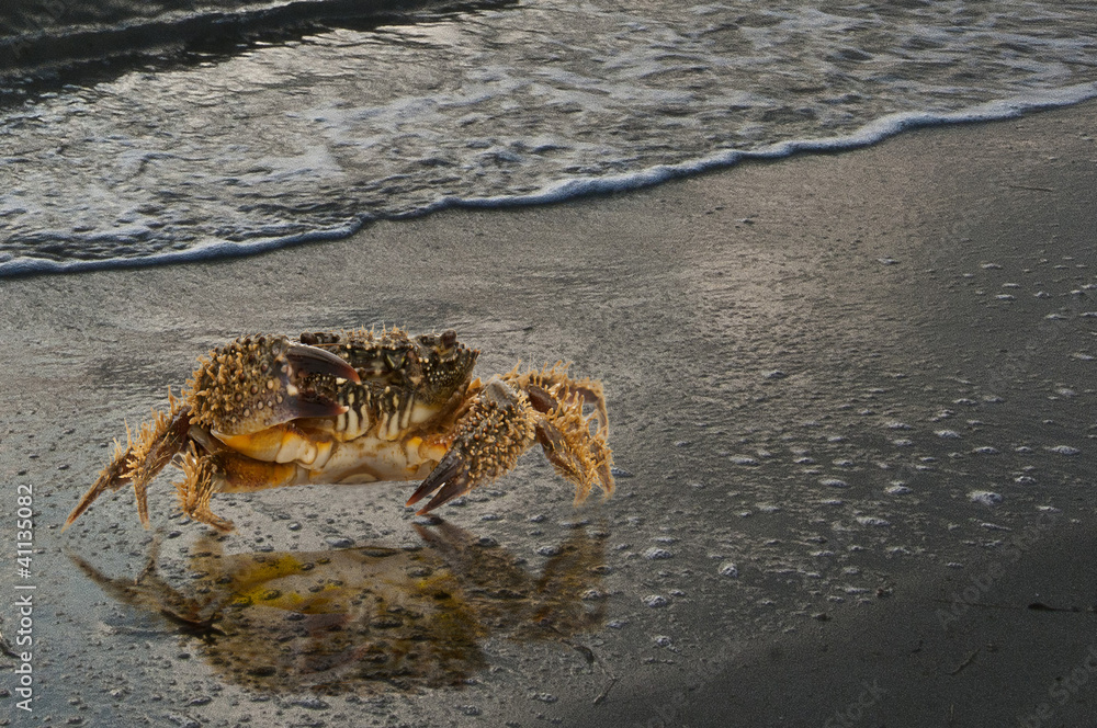 granchio sulla riva
