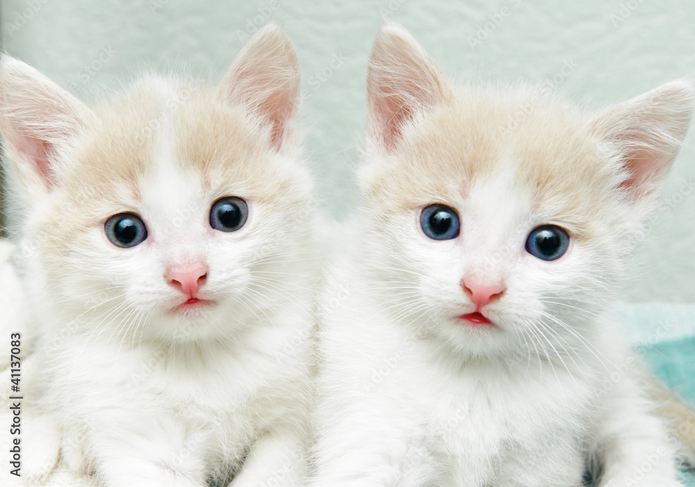 little kittens little kittens