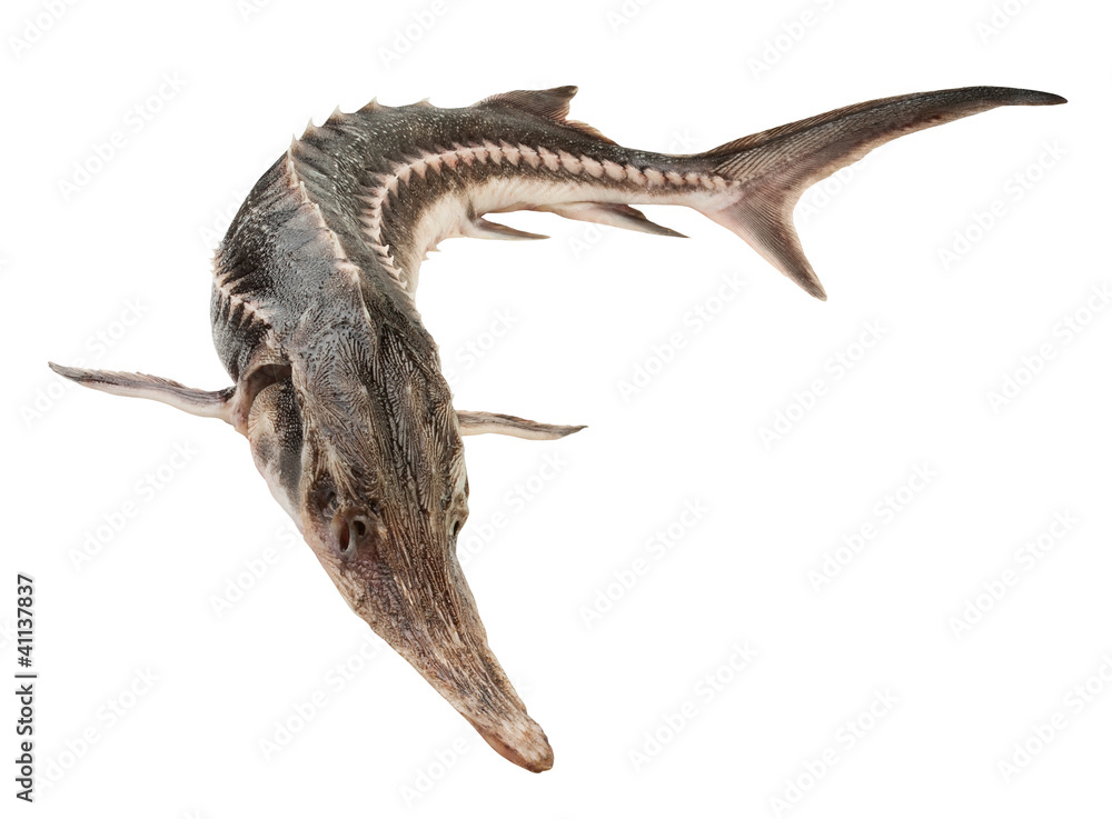whole sturgeon whole sturgeon