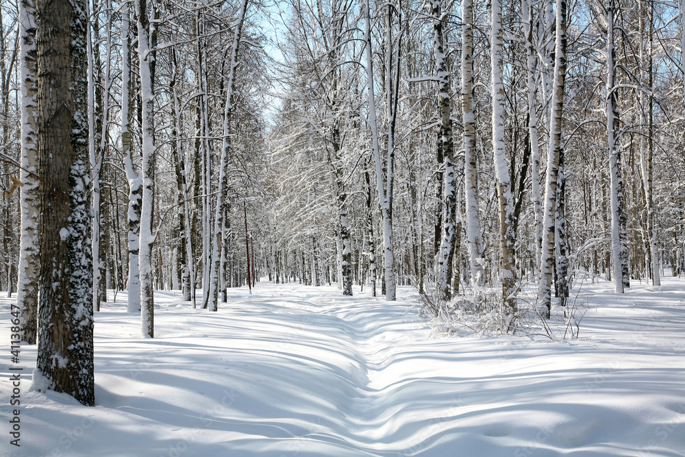 April blue sky in beautiful birch grove April blue sky in beautiful birch grove