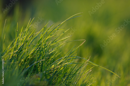 Gras #037334