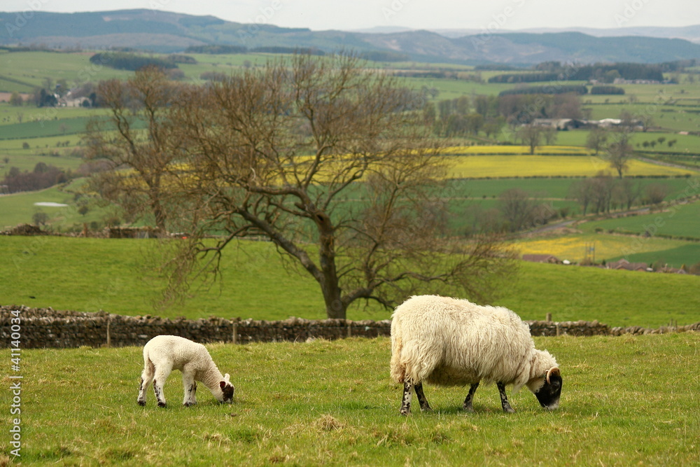 grazing ewe with little lamb grazing ewe with little lamb