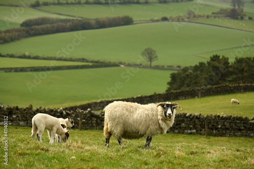 grazing ewe with lambs