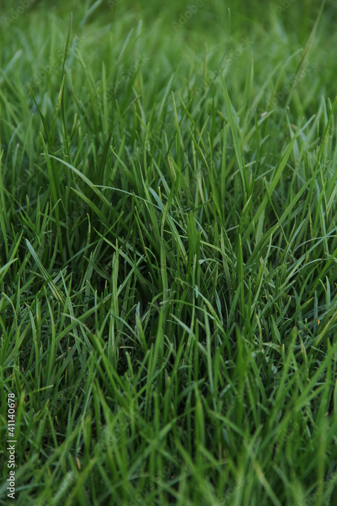 grass grass