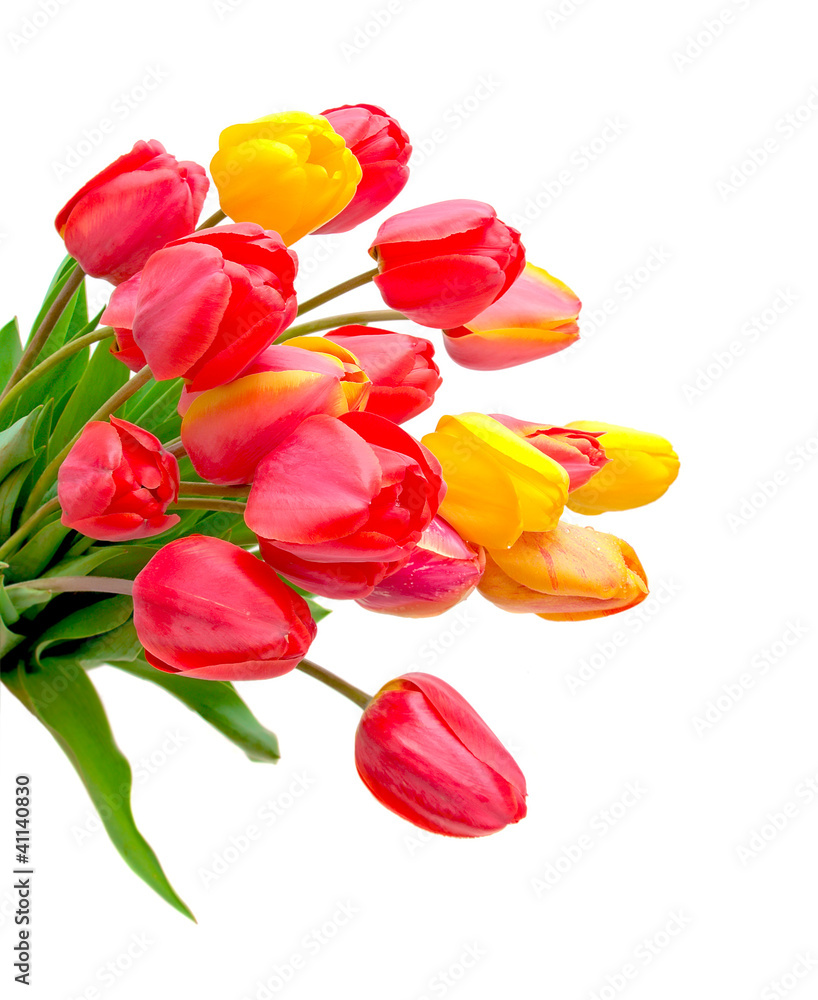 tulips on a white background tulips on a white background