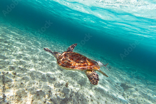 Green turtle in nature of Caribbean sea © Patryk Kosmider