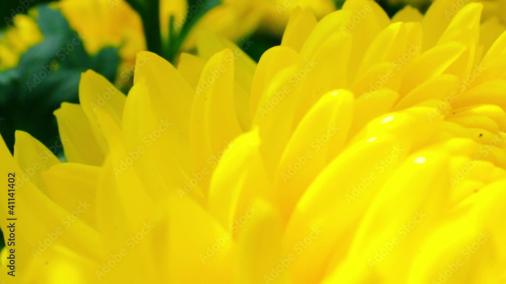 Marco shot of a yellow chrysanthemum flower Marco shot of a yellow chrysanthemum flower