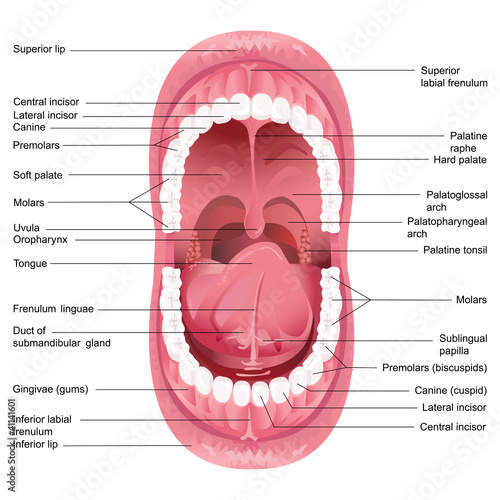 Vector Mouth Anatomy