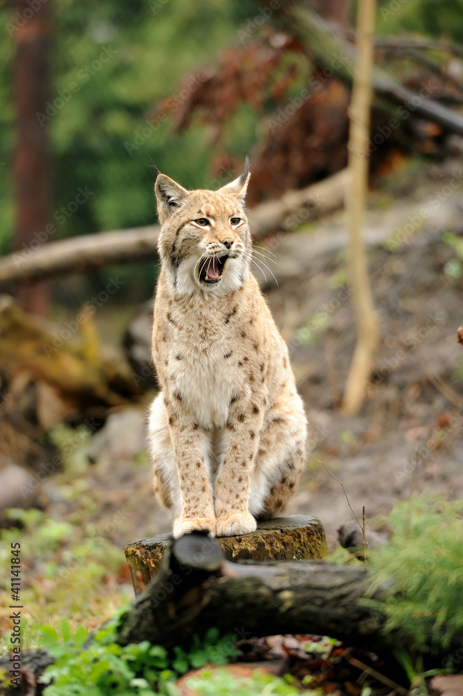 Obraz premium Young lynx