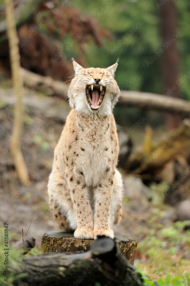 Obraz premium Young lynx