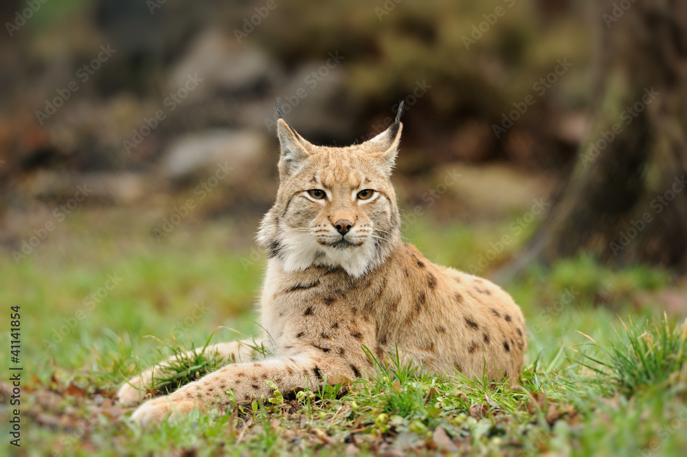 Obraz premium Young lynx
