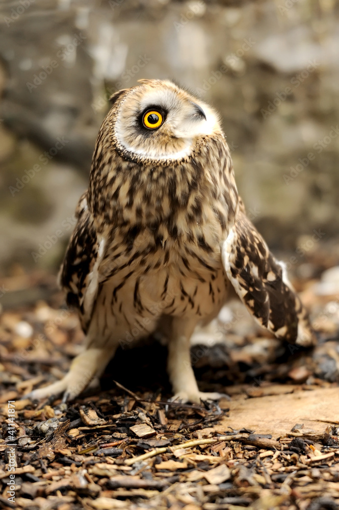 Young owl Young owl