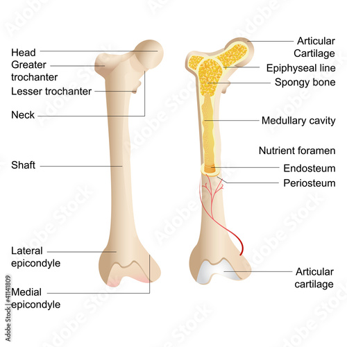 Vector Bone Anatomy