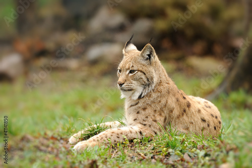 Young lynx © byrdyak