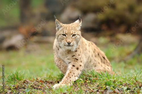 Young lynx © byrdyak