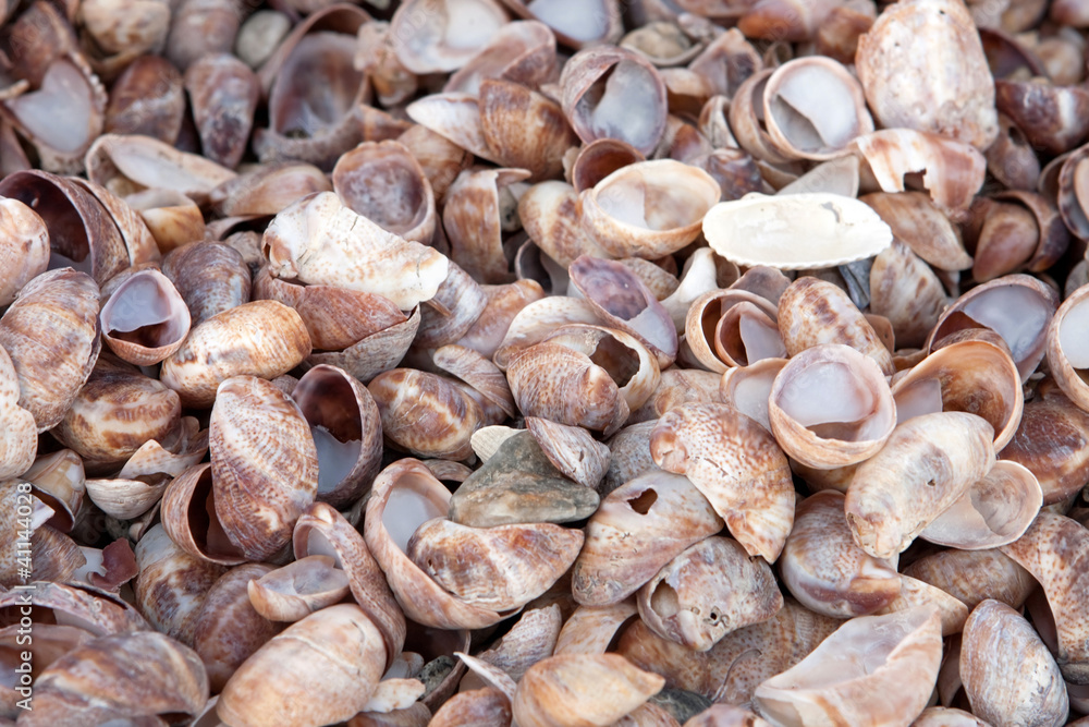 Piled Sea Shells