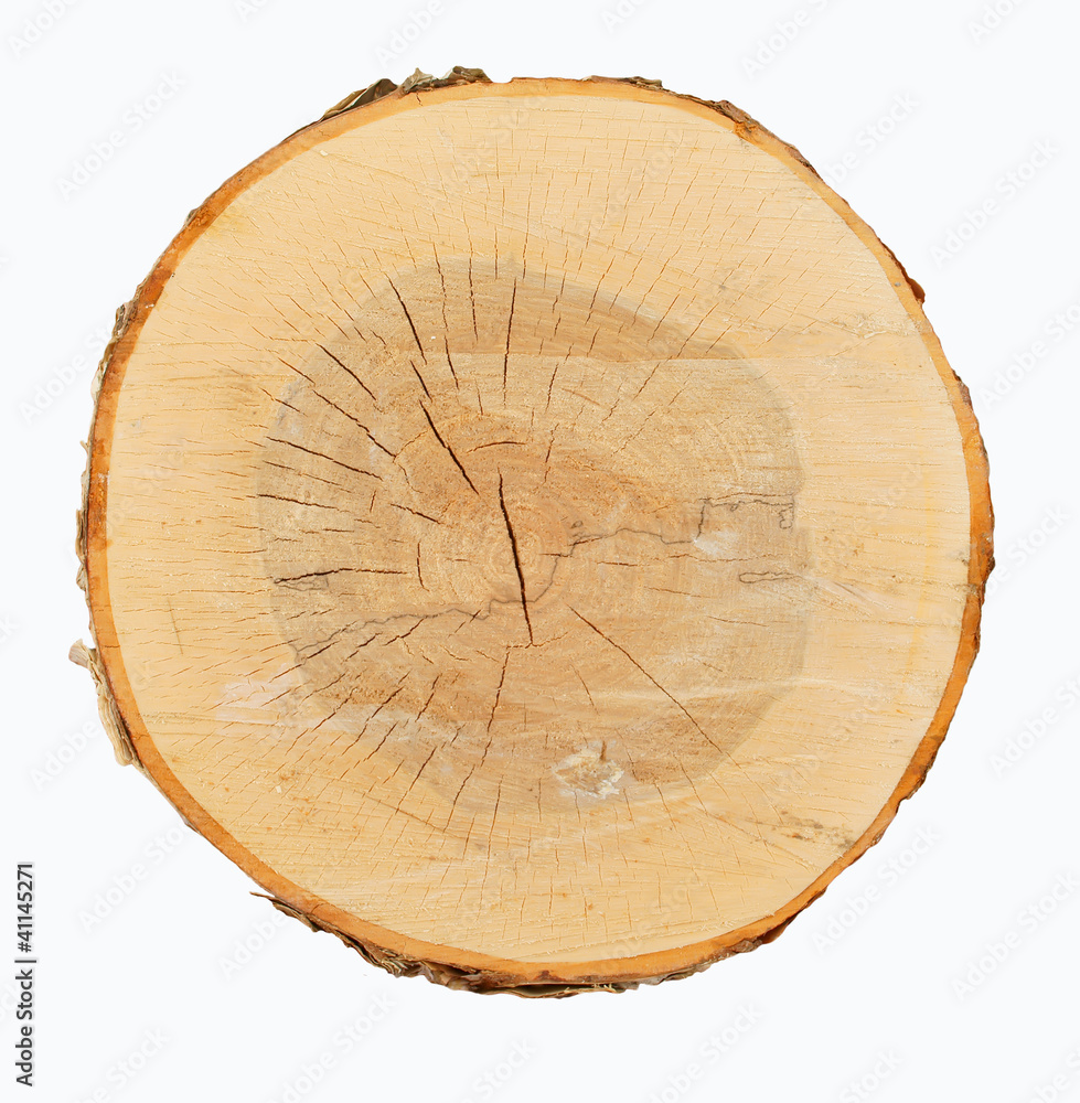Wood cross-section Wood cross-section